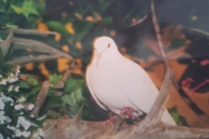 Sugar το γηραιότερο περιστέρι σε αιχμαλωσία