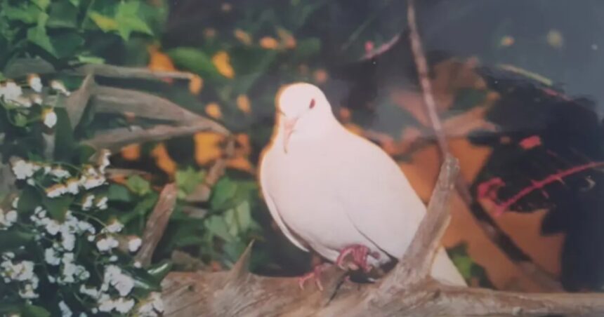 Sugar το γηραιότερο περιστέρι σε αιχμαλωσία