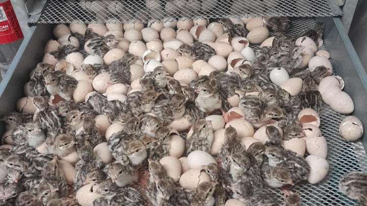 Νεογεννητα πουλακια περδικες στο εκτροφειο Ροδου