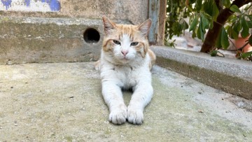 εθελοντική φροντίδα αδέσποτων στη Ρόδο ομάδα κτηνιάτρων