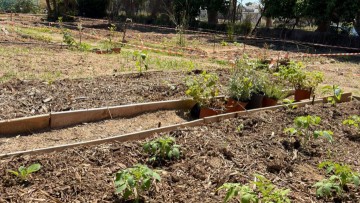 Κήπος της Κοινωνίας στη Ρόδο με ντομάτες και εθελοντές