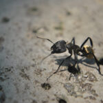 πύλες εισόδου εντόμων στο σπίτι σφράγιση ρωγμών