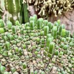 Euphorbia resinifera ρεζινιφερατοξίνη φυτό