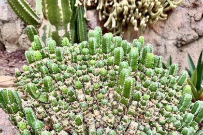 Euphorbia resinifera ρεζινιφερατοξίνη φυτό