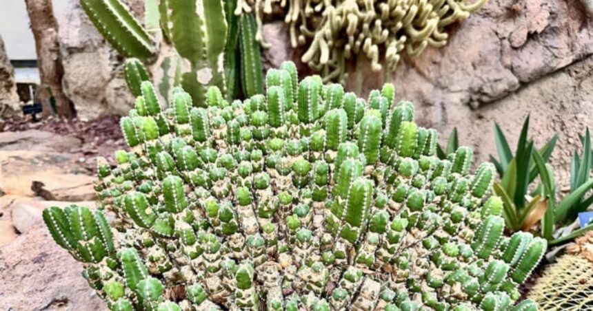 Euphorbia resinifera ρεζινιφερατοξίνη φυτό