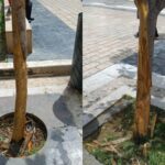 Ξεφλουδίζουν κορμούς μανόλιων στην Αριστοτέλους Θεσσαλονίκη