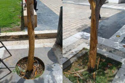 Ξεφλουδίζουν κορμούς μανόλιων στην Αριστοτέλους Θεσσαλονίκη