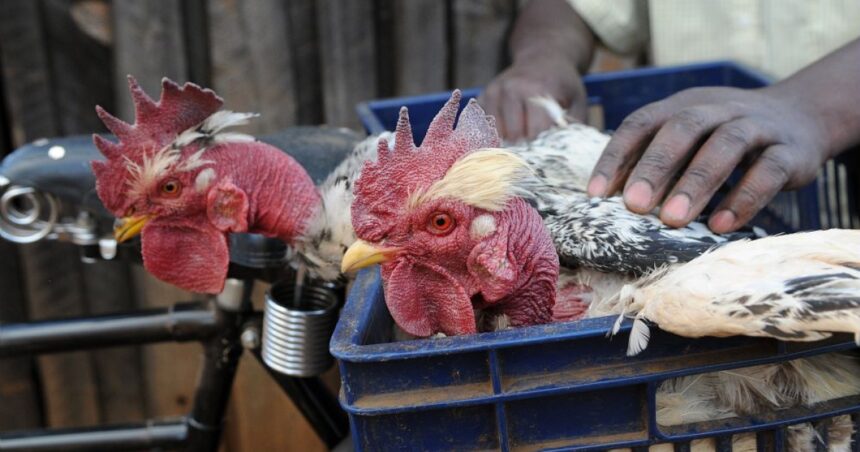 σημείωμα ημερομηνίες θανάτου σε κοτόπουλο