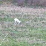 αλμπίνο ζαρκάδια στη Σφηκιά Ημαθίας