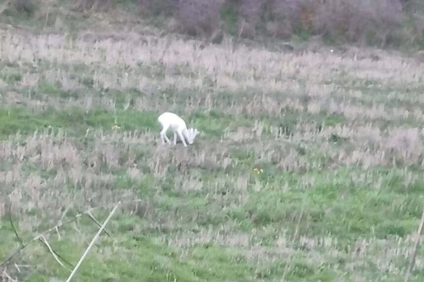 αλμπίνο ζαρκάδια στη Σφηκιά Ημαθίας