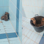 φωτιά ανακύκλωση Ωραιόκαστρο καπνοί πάνω από Θεσσαλονίκη