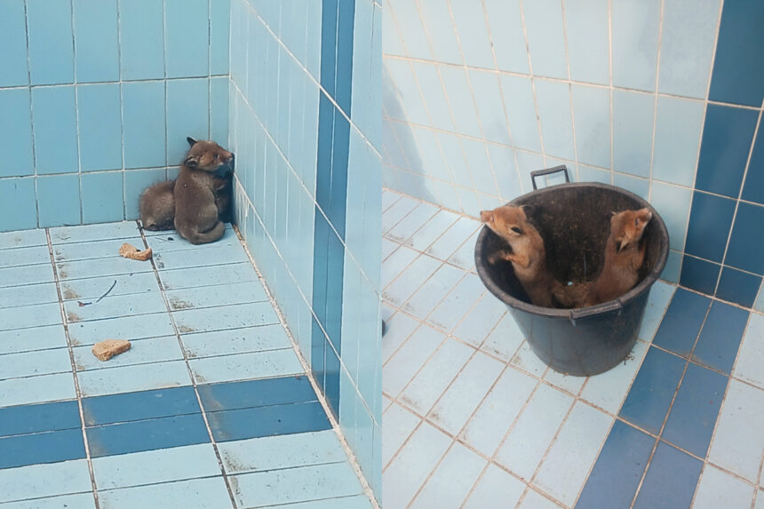 φωτιά ανακύκλωση Ωραιόκαστρο καπνοί πάνω από Θεσσαλονίκη