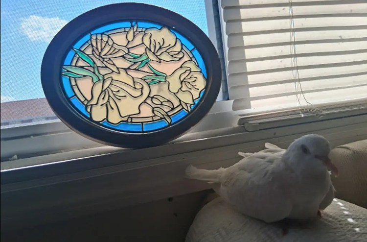 Sugar το γηραιότερο περιστέρι σε αιχμαλωσία