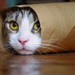 Πρόγραμμα στειρώσεων αδέσποτων γατών Ρόδος Flying Cats