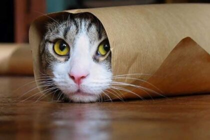 Πρόγραμμα στειρώσεων αδέσποτων γατών Ρόδος Flying Cats