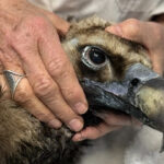 Ο μαυρόγυπας Ιωάννα πετάει πάνω από τη Δαδιά