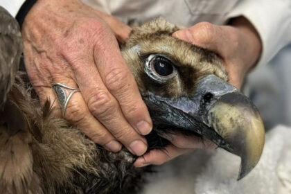 Ο μαυρόγυπας Ιωάννα πετάει πάνω από τη Δαδιά