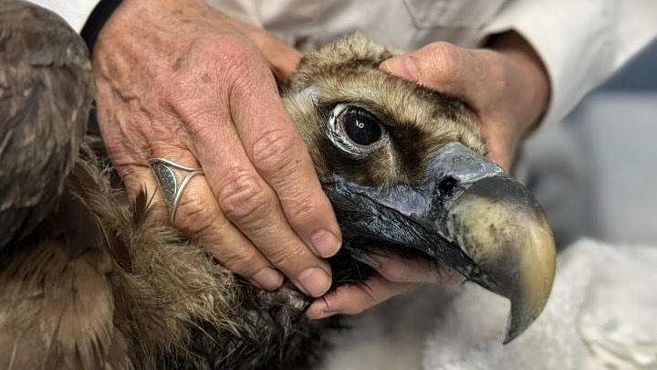 Ο μαυρόγυπας Ιωάννα πετάει πάνω από τη Δαδιά