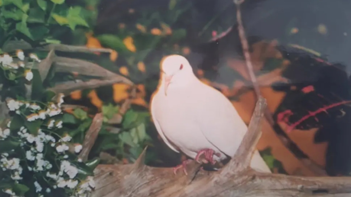Sugar το γηραιότερο περιστέρι σε αιχμαλωσία