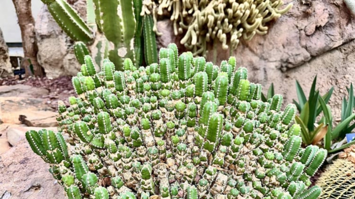 Euphorbia resinifera ρεζινιφερατοξίνη φυτό