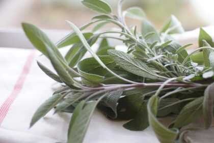 ανάκληση Moringa σκόνη λόγω σαλμονέλας
