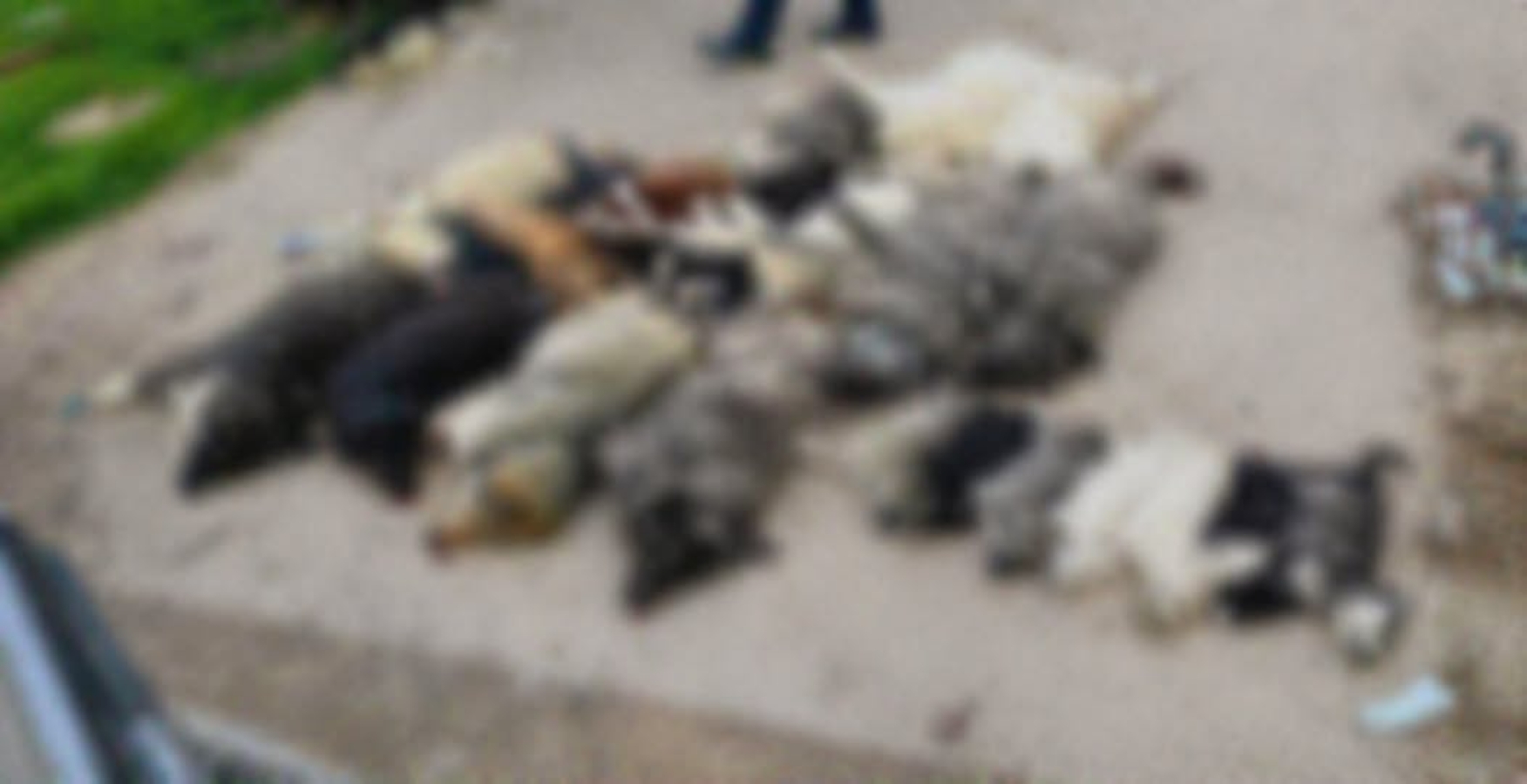 μαζική δηλητηρίαση σκύλων στον Βάβδο