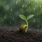 σπόροι ρυζιού ακούν βροχή και βλασταίνουν