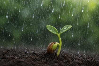 σπόροι ρυζιού ακούν βροχή και βλασταίνουν