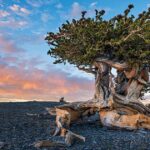 Πεύκο Prometheus ηλικίας 4.862 ετών