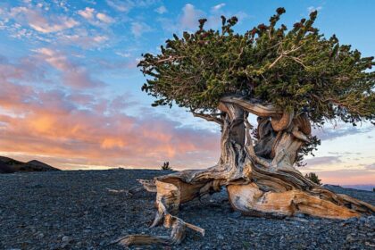 Πεύκο Prometheus ηλικίας 4.862 ετών