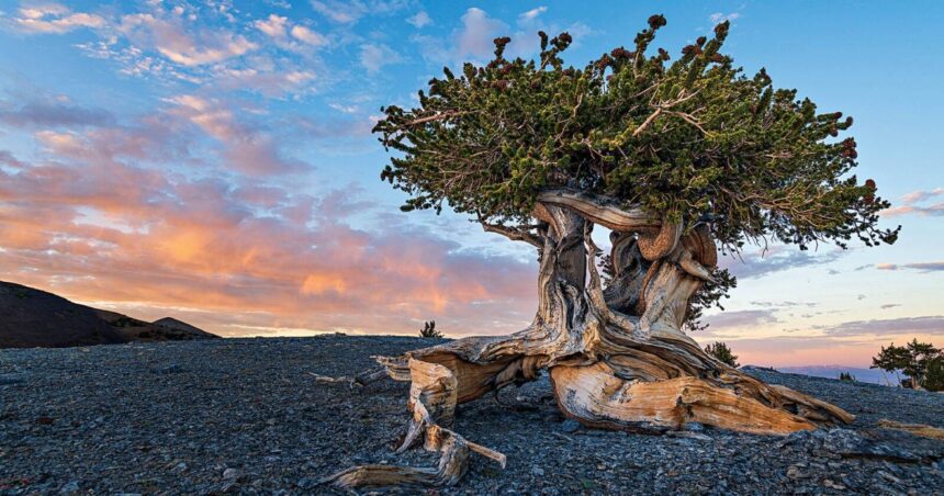 Πεύκο Prometheus ηλικίας 4.862 ετών