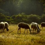 Ευλογιά αιγοπροβάτων Ιθάκη περιοχή Περαχώρι