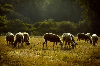 Ευλογιά αιγοπροβάτων Ιθάκη περιοχή Περαχώρι