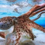 απολιθώματα χταπόδι-γίγας Κρητιδική περίοδος