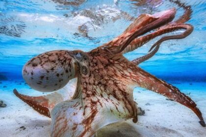 απολιθώματα χταπόδι-γίγας Κρητιδική περίοδος