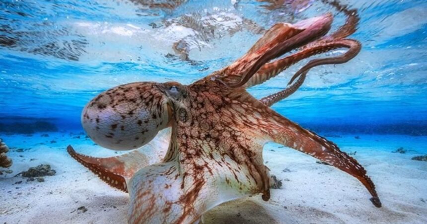 απολιθώματα χταπόδι-γίγας Κρητιδική περίοδος