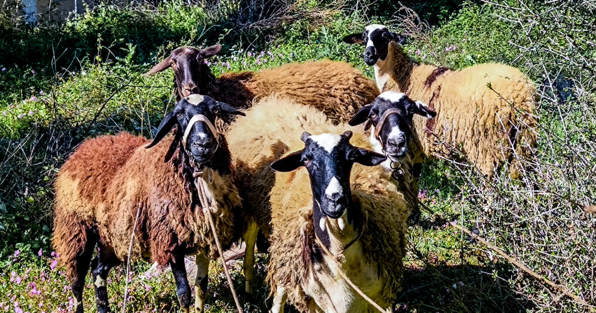 αφθώδης πυρετός Λέσβος κρούσματα και έλεγχοι