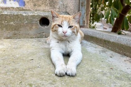 εθελοντική φροντίδα αδέσποτων στη Ρόδο ομάδα κτηνιάτρων