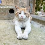 Προειδοποιητική πινακίδα αδέσποτα ζώα Ρόδος