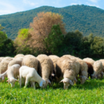 τυροκομεία Λέσβου ζητούν μεταφορά γάλακτος