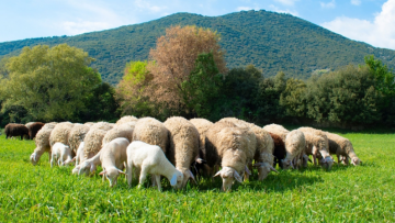 τυροκομεία Λέσβου ζητούν μεταφορά γάλακτος
