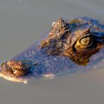 νεκρός κροκόδειλος δεμένος σε κανάλι Ρουμπέ