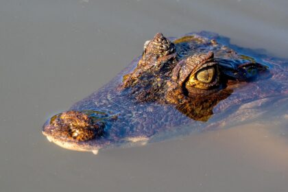 νεκρός κροκόδειλος δεμένος σε κανάλι Ρουμπέ