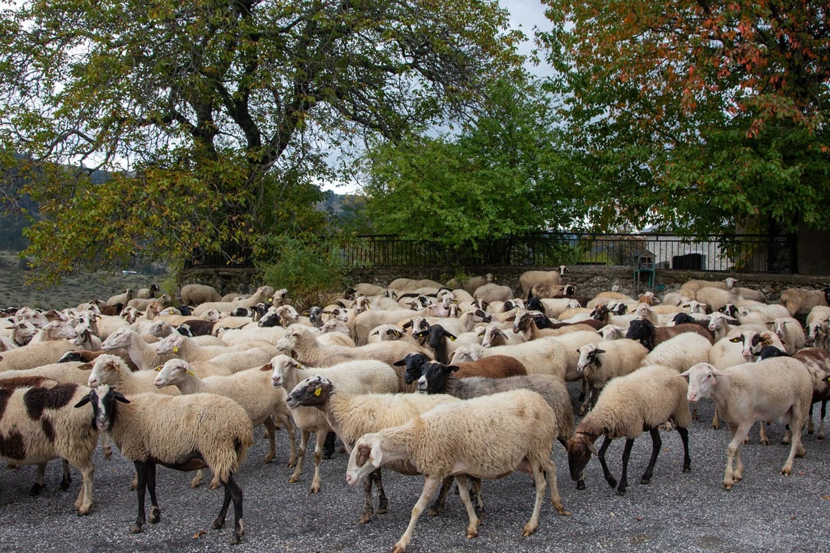 Κτηνοτρόφοι διαμαρτυρία λιμάνι Μυτιλήνης Λέσβου