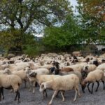 Συνέλευση αστυνομίας για παραβίαση μέτρων ευλογιάς Θεσσαλονίκη