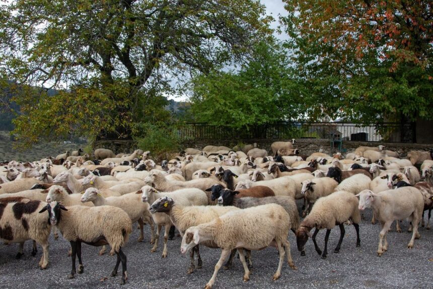Συνέλευση αστυνομίας για παραβίαση μέτρων ευλογιάς Θεσσαλονίκη