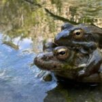 Βάτραχος της Καρπάθου σε υγροτοπικό βιότοπο