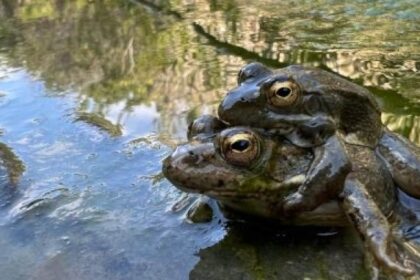 Βάτραχος της Καρπάθου σε υγροτοπικό βιότοπο