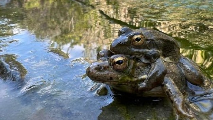 Βάτραχος της Καρπάθου σε υγροτοπικό βιότοπο