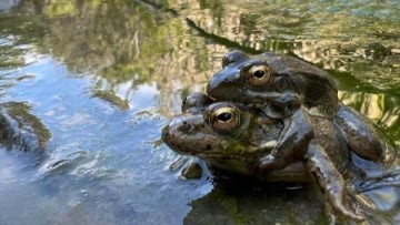 Βάτραχος της Καρπάθου σε υγροτοπικό βιότοπο